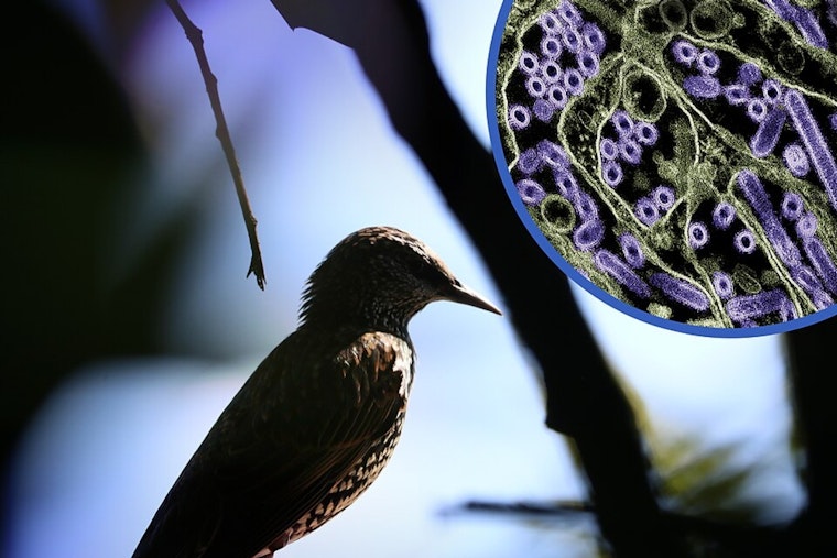 Bay Area on Edge as Bird Flu Threatens California Elephant Seals