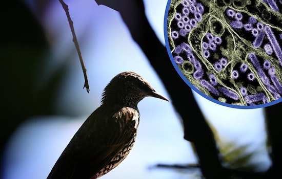 Bay Area on Edge as Bird Flu Threatens California Elephant Seals