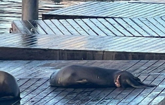 Bloodied Pier 39 Sea Lion Possibly from Shark Bite, Marine Mammal Center Says
