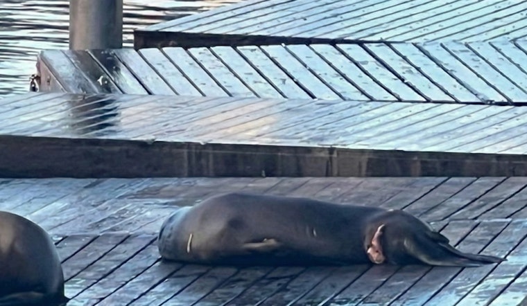 Bloodied Pier 39 Sea Lion Possibly from Shark Bite, Marine Mammal Center Says