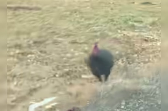 Bold Turkey Chases Police Car on Cookeville’s 10th Street