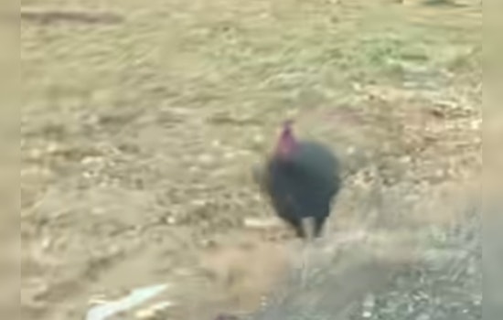 Bold Turkey Chases Police Car on Cookeville’s 10th Street