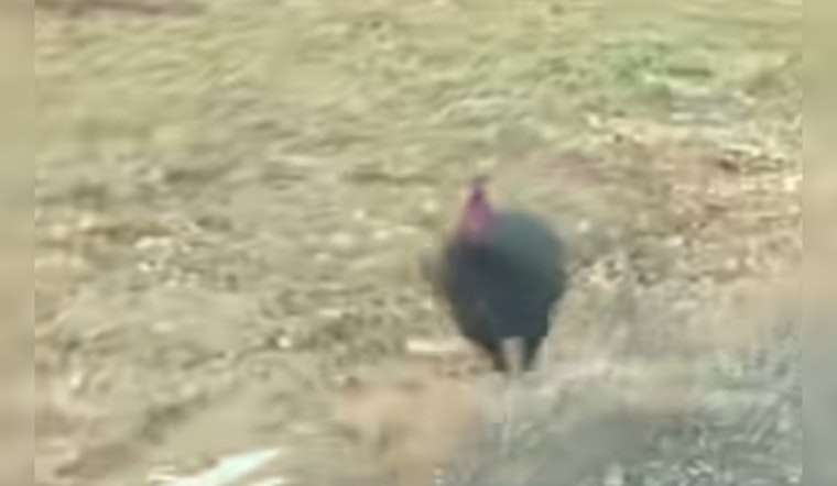 Bold Turkey Chases Police Car on Cookeville’s 10th Street