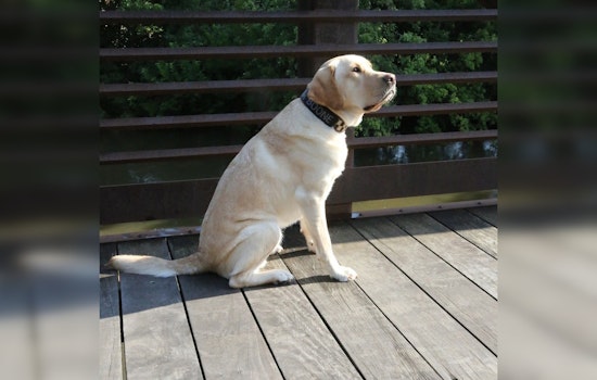 Boone the Chicago K-9 Finds Hidden Tech in Abuse Cases