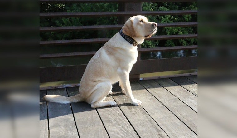 Boone the Chicago K-9 Finds Hidden Tech in Abuse Cases
