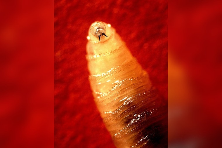 Border Screwworm Scare Has El Paso Pet Owners On Alert
