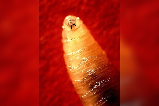 Border Screwworm Scare Has El Paso Pet Owners On Alert