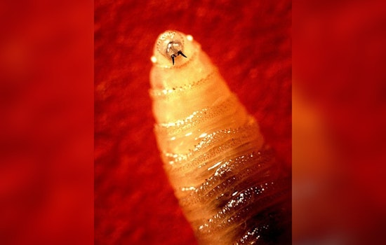 Border Screwworm Scare Has El Paso Pet Owners On Alert