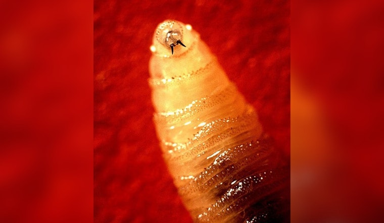 Border Screwworm Scare Has El Paso Pet Owners On Alert