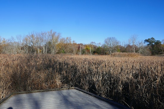 Boston Secures $400K Grant for Climate Resilience Project at Mass Audubon’s Boston Nature Center