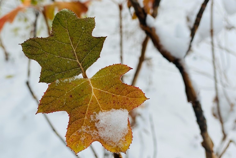 Brisk MLK Day Snow Showers Usher in Icy Week for Detroit Residents