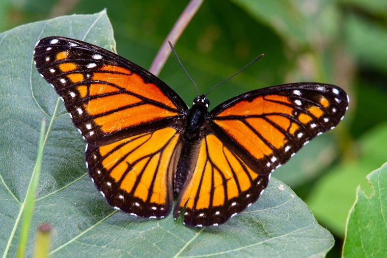 Butterfly Haven At Nature Museum Slaps On New $5 Surcharge