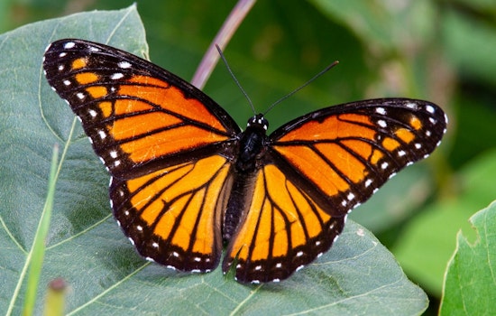 Butterfly Haven At Nature Museum Slaps On New $5 Surcharge