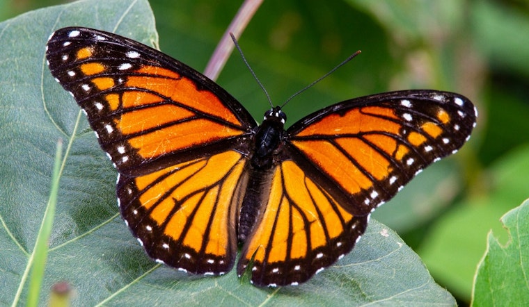 Butterfly Haven At Nature Museum Slaps On New $5 Surcharge