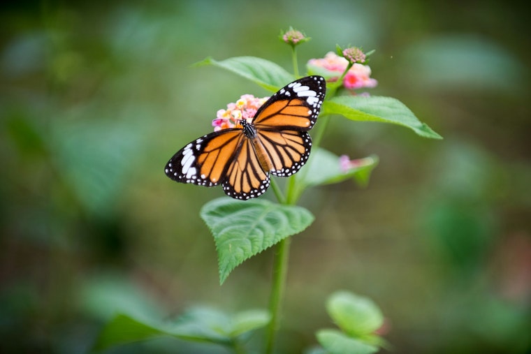 California Monarchs Vanish As Winter Count Crashes Toward Record Low