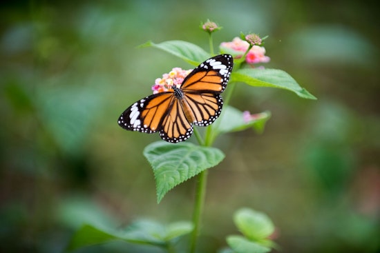 California Monarchs Vanish As Winter Count Crashes Toward Record Low
