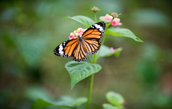 California Monarchs Vanish As Winter Count Crashes Toward Record Low