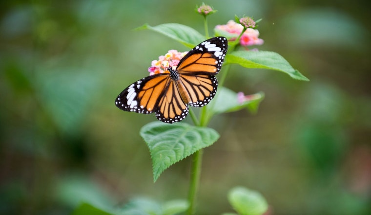 California Monarchs Vanish As Winter Count Crashes Toward Record Low