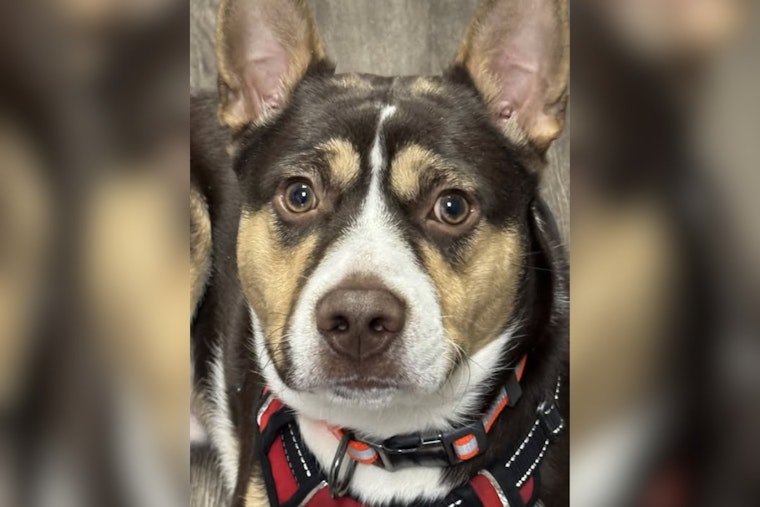 Campbell OH Police Department Reunites Lost Pup with Family on New Year's Day