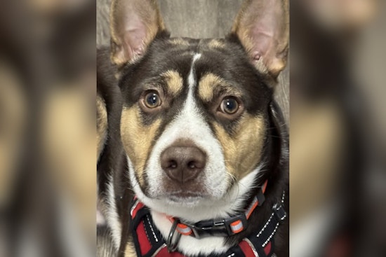 Campbell OH Police Department Reunites Lost Pup with Family on New Year's Day