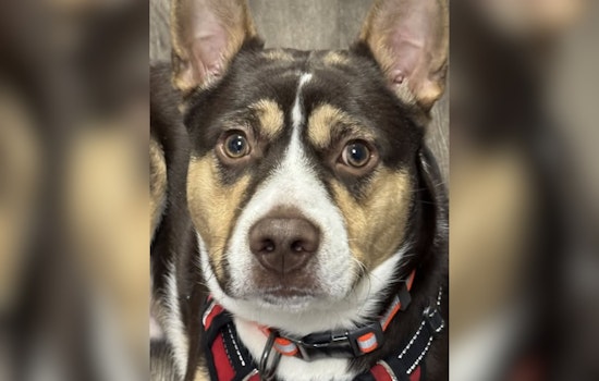 Campbell OH Police Department Reunites Lost Pup with Family on New Year's Day