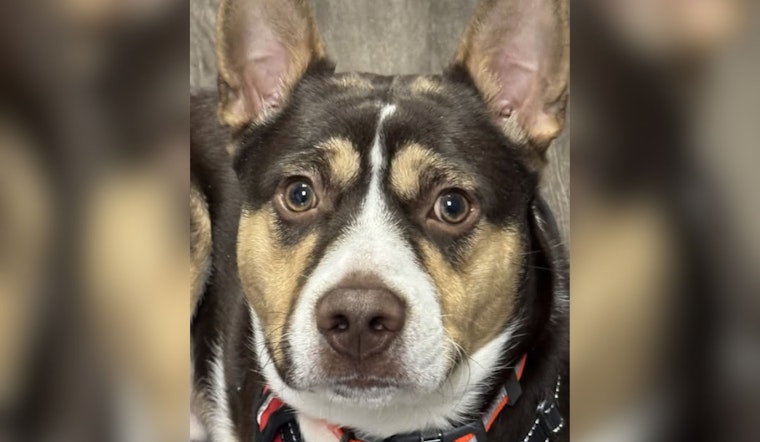 Campbell OH Police Department Reunites Lost Pup with Family on New Year's Day