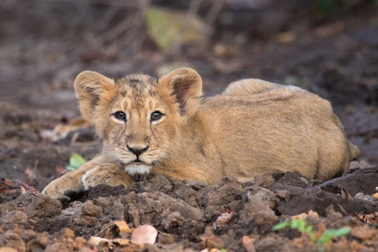 Castaic On Edge As Injured Mountain Lion Cub Halts Traffic