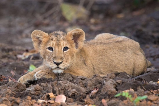 Castaic On Edge As Injured Mountain Lion Cub Halts Traffic