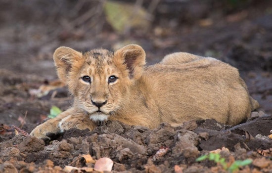 Castaic On Edge As Injured Mountain Lion Cub Halts Traffic