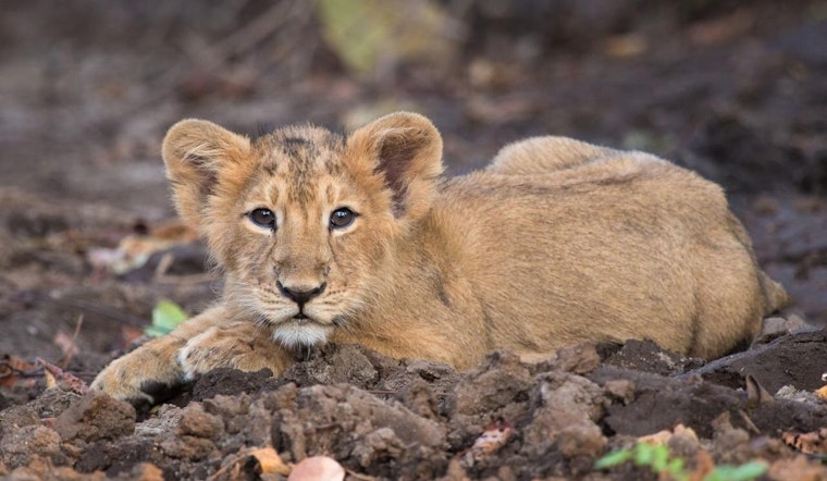 Castaic On Edge As Injured Mountain Lion Cub Halts Traffic