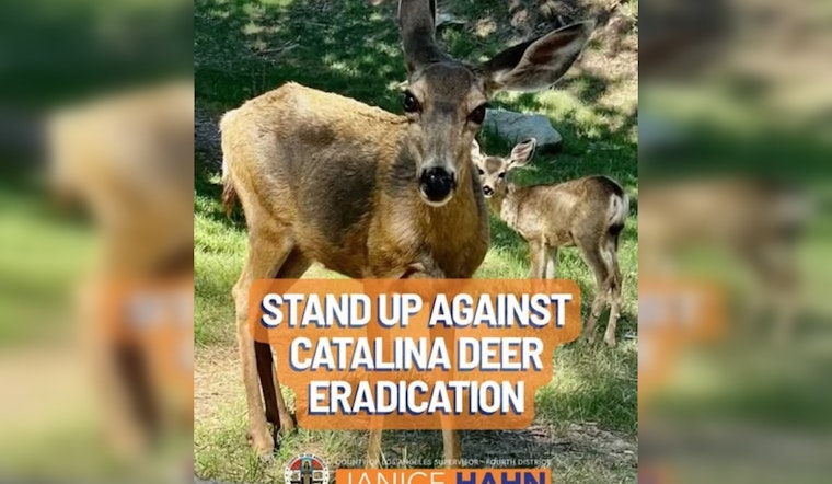 Catalina Deer War Erupts as Hahn Slams Island Culling Plan