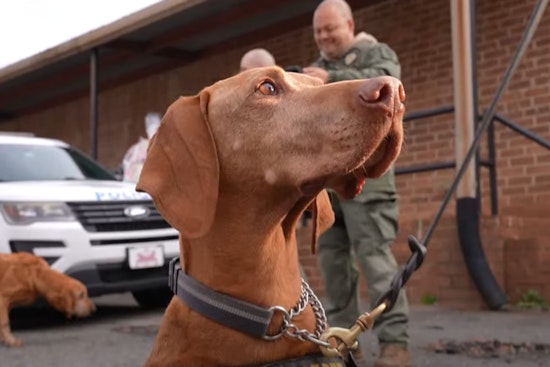 Charlotte-Mecklenburg Police Department's "Officer Good Boi" Title Goes to Airport Unit K-9 for the First Time