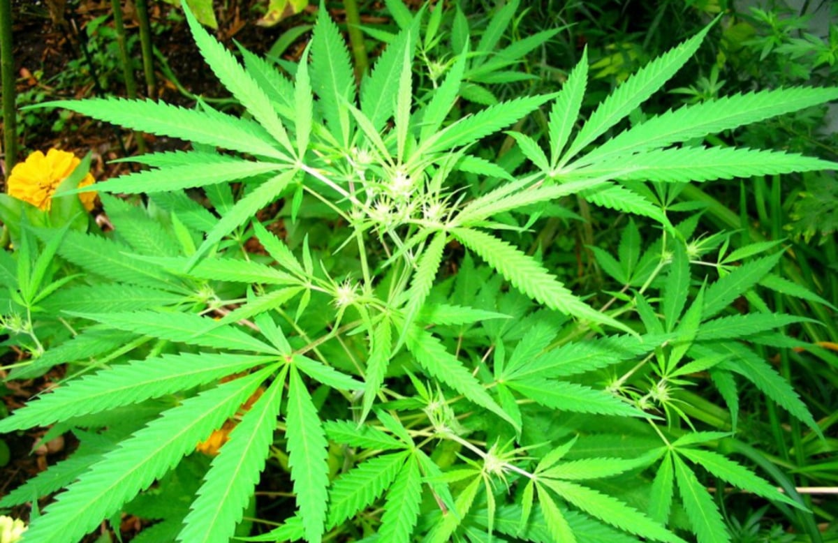 Chicago Council Approves Broad Hemp Ban With Beverage Exception