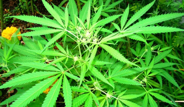 Chicago Council Approves Broad Hemp Ban With Beverage Exception