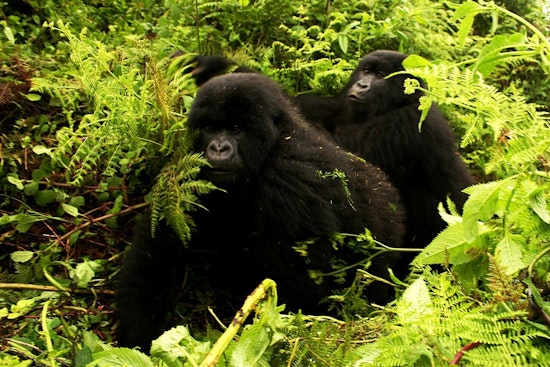 Chicago Oscar Nominee Turns Gorilla Rangers Into Guerrilla Filmmakers