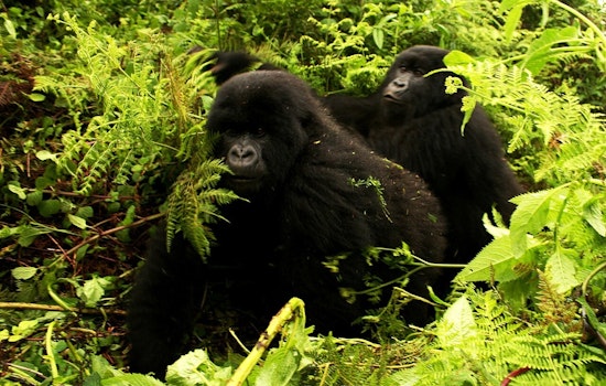 Chicago Oscar Nominee Turns Gorilla Rangers Into Guerrilla Filmmakers