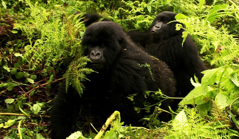 Chicago Oscar Nominee Turns Gorilla Rangers Into Guerrilla Filmmakers