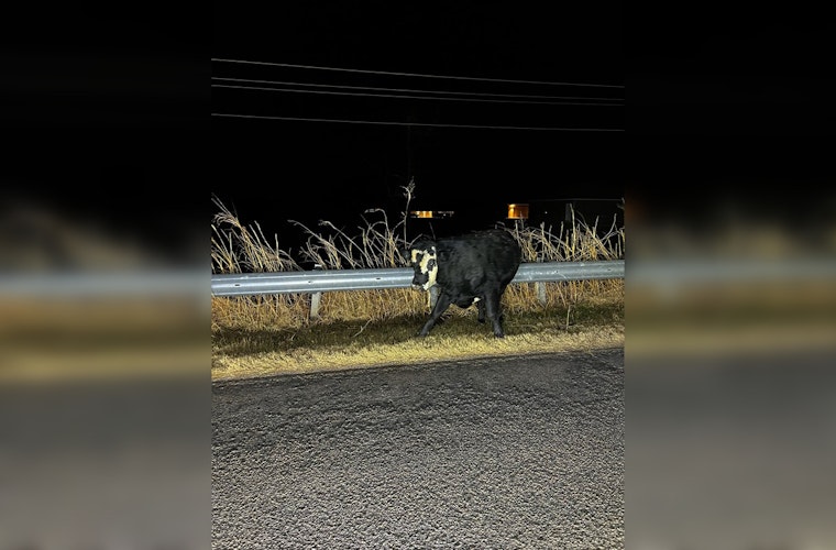 Choctaw Police Swap Handcuffs for Lassos in Quirky Late-Night Cow Chase