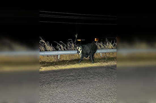 Choctaw Police Swap Handcuffs for Lassos in Quirky Late-Night Cow Chase