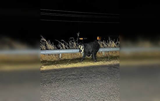 Choctaw Police Swap Handcuffs for Lassos in Quirky Late-Night Cow Chase