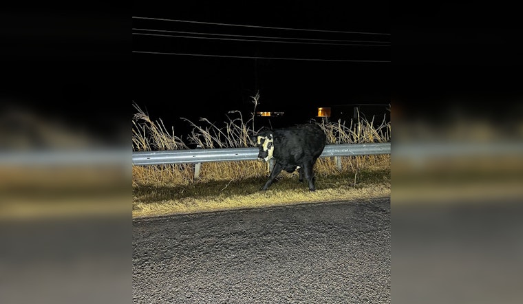 Choctaw Police Swap Handcuffs for Lassos in Quirky Late-Night Cow Chase