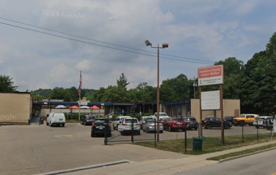 Cincinnati Animal Care Seeks Information on Severely Injured Dog Found at Elmwood School Bus Lot
