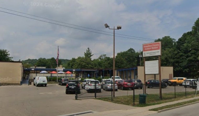 Cincinnati Animal Care Seeks Information on Severely Injured Dog Found at Elmwood School Bus Lot