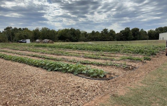 Cleveland County Jail's Garden Program Flourishes, Producing Over $5,000 in Vegetables and Expanding Inmate Rehabilitation Efforts
