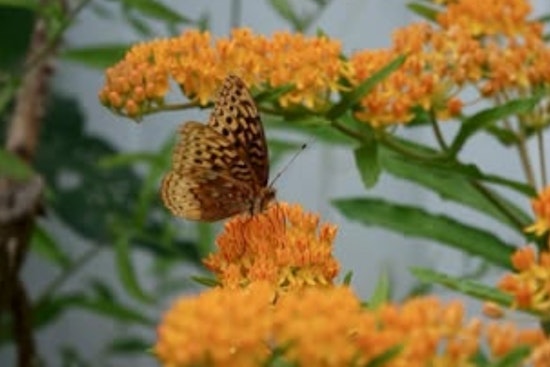 Cleveland Heights Hosts "Bringing Nature Home" Program to Educate Residents on Butterfly Biodiversity
