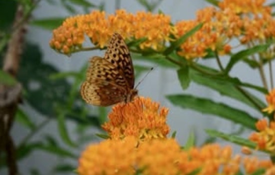 Cleveland Heights Hosts "Bringing Nature Home" Program to Educate Residents on Butterfly Biodiversity