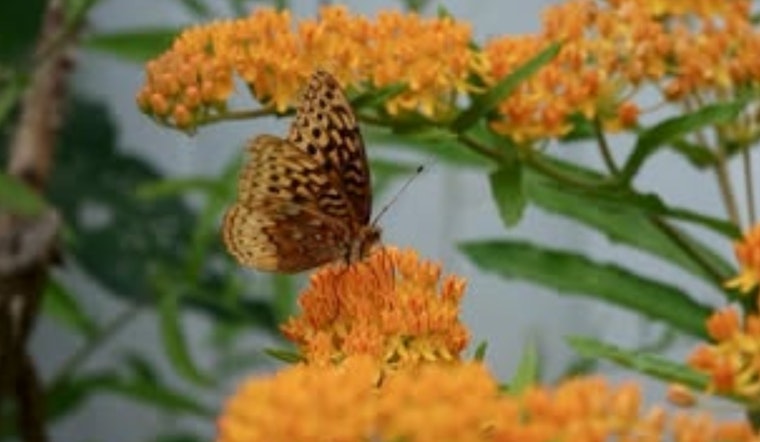 Cleveland Heights Hosts "Bringing Nature Home" Program to Educate Residents on Butterfly Biodiversity