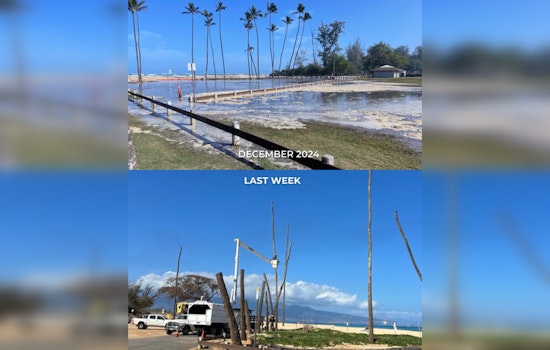 Climate Change Forces Removal of 18 Coconut Trees at Baldwin Beach Park in Pā‘ia