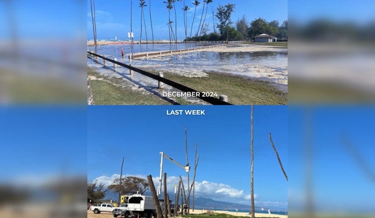 Climate Change Forces Removal of 18 Coconut Trees at Baldwin Beach Park in Pā‘ia