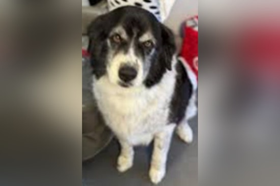 Cochise County Sheriff's Office Investigates Suspicious Death of Dog Found in Benson, Seeks Public's Assistance